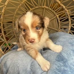 Rapunzel - Red merle female Australian Shepherd puppy in Grants Pass, Oregon from Carmel Mountain Aussies