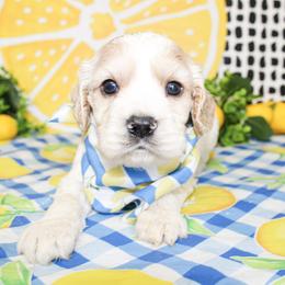 Cooper - Buff and white male Cocker Spaniel puppy in Rattan, Oklahoma from Double M Cocker Spaniels