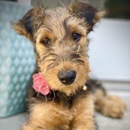 Airedale Terrier Puppies from Mar Vista