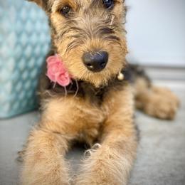 Airedale Terrier Puppies from Mar Vista