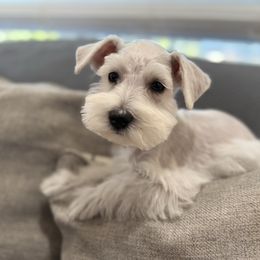 Berry - White male Miniature Schnauzer puppy in La Mirada, California from SchnauzersRus
