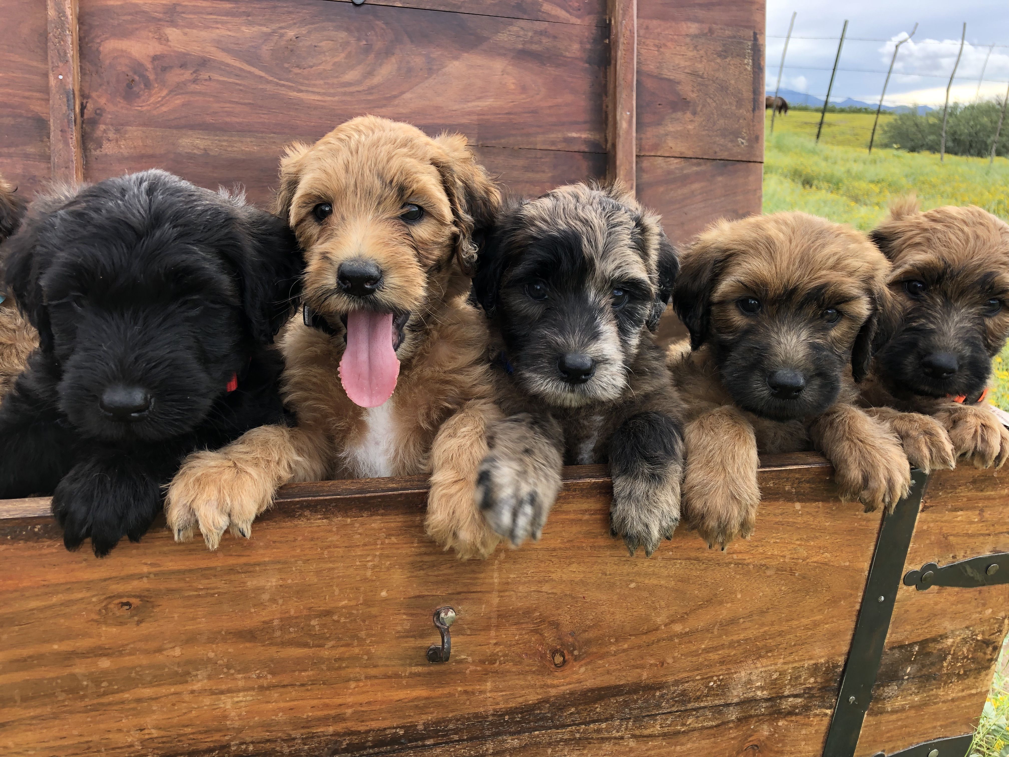 Klee Kai Puppies For Sale  Available in Phoenix & Tucson, AZ