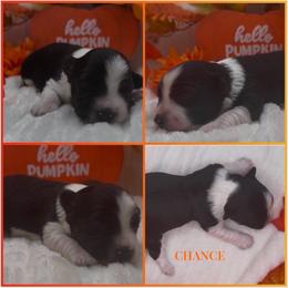 Chance - AKC - Black and white male Havanese puppy in Verden, Oklahoma from Holcombs Puppy Ranch