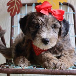 Whoodle puppies from Leshas Whoodles