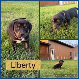 Liberty - Black female Catahoula Leopard Dog puppy in Forbes, Minnesota from North Country Catahoulas