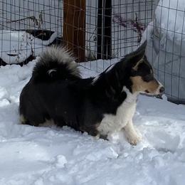 Merlot - Pembroke Welsh Corgi
