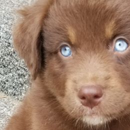 Miniature Australian Shepherds, Toy Australian Shepherds, and Yorkshire Terriers from Bullish R Ranch