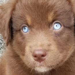 Miniature Australian Shepherds, Toy Australian Shepherds, and Yorkshire Terriers from Bullish R Ranch
