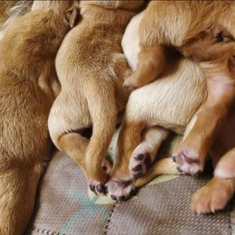 Golden Retriever Puppies from Bliss Creek Goldens