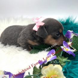 Girl 2 - female Dachshund puppy in Prescott, Arizona from Dachshund Family Love Breeders