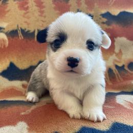 Boots - White and fawn male Pembroke Welsh Corgi puppy in Woodland, Washington from MB Acres Corgis