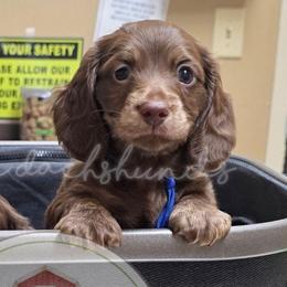 Chocolate and Cream Brindle 1600 - Chocolate and cream male Dachshund puppy in Texarkana, Arkansas from Dogwood Acre Dachshunds