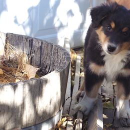 "Bear" - Black tri-color Australian Shepherd puppy in Smith Valley, Nevada from Hoot's Aussies