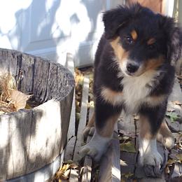 "Bear" - Black tri-color Australian Shepherd puppy in Smith Valley, Nevada from Hoot's Aussies