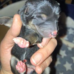 Poppy - Black and tan female Shiba Inu puppy in Nashua, New Hampshire from My Beloved Shiba LLC