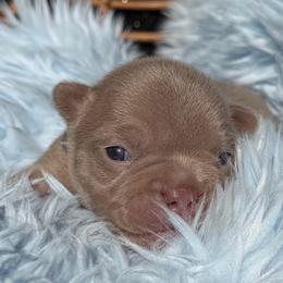 Izzy - Liver female French Bulldog puppy in Hemet, California from Bowman Pups