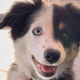 Luna - Miniature American Shepherd