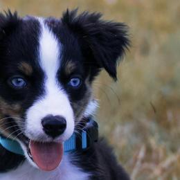 Miniature Australian Shepherds from Adair Acres Aussies