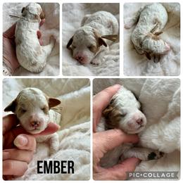 Ember - Red  female Poodle puppy in Mount Vernon, Illinois from AMC Poodles