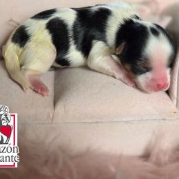 Natalie - Black tan and white female Biewer Terrier puppy in California from Corazon de gigante