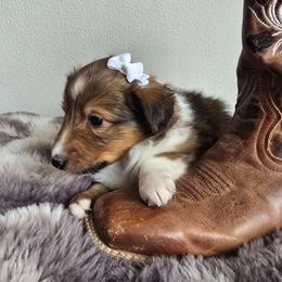Chocolate - Sable and white female Shetland Sheepdog puppy in Wapello, Iowa from Willow Rayne shelties and more