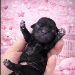 Black girl 1 - Black female Shih Tzu puppy in Shinnston, West Virginia from Melissa's World of Shih Tzus