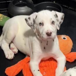 Wallie - White and liver brown male Dalmatian puppy in Hastings, Florida from Love My Spotty Dalmatians