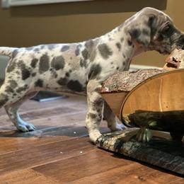 Great Dane Puppies from Starlight Danes