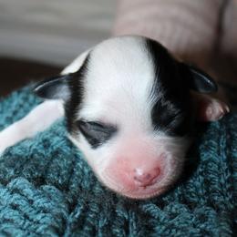 George Knightley - Black and white male Havanese puppy in Hendersonville, North Carolina from Grayfinn House