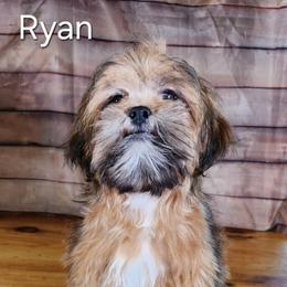 Ryan - Red male Lhasa Apso puppy in Jefferson, New York from Absolute Lhasa Love