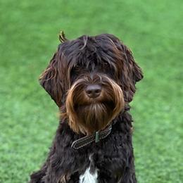 Max - Australian Labradoodle