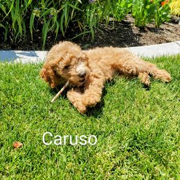 Goldendoodle Puppies from Brulee Doodles