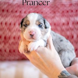 PRANCER - Blue merle female Miniature American Shepherd puppy in Puyallup, Washington from TRAILS END GEMINI
