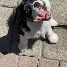 Cocker Spaniel Puppies from Gypsyrose Cockers