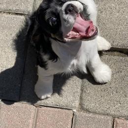 Cocker Spaniel Puppies from Gypsyrose Cockers