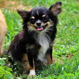 Smeagol - Chihuahua