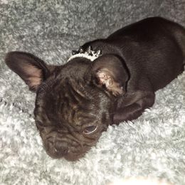 French Bulldog Puppies from Absolute Frenchie Connection