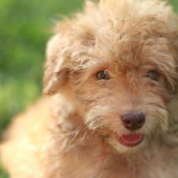 Carmel - Sable male Aussiedoodle puppy in Orleans, Indiana from Mae Blossom Puppies