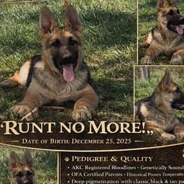 Runt--NO MORE - male German Shepherd puppy in Yuba City, California from Barton’s German Shepherds