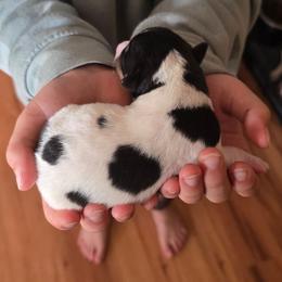 Dottie - Black and white female Teddy Roosevelt Terrier puppy in Williamston, North Carolina from MOONSHINE TERRIERS