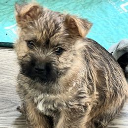 Paisley - Red female Cairn Terrier puppy in Shell Knob, Missouri from Stoneridge Kennel