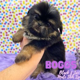 Boggs - Black and tan male Shih Tzu puppy in Cypress, Texas from Brady's Birddogs