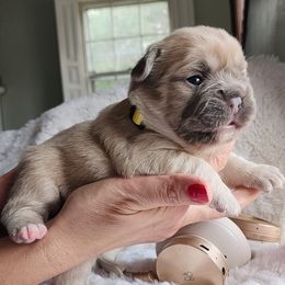 Tiffany - French Bulldog puppy in Hartford, Connecticut from French Bulldogs Planet