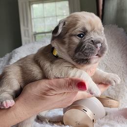 Tiffany - French Bulldog puppy in Hartford, Connecticut from French Bulldogs Planet