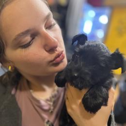 Miniature Schnauzer Puppies from Chantel's Miniature Schnauzers