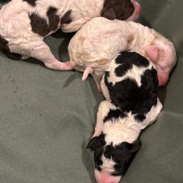 Apricot Parti Female - Parti female Poodle puppy in Belgreen, Alabama from Scott’s Farm Poodles and Doodles