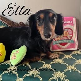 Ella - Dachshund