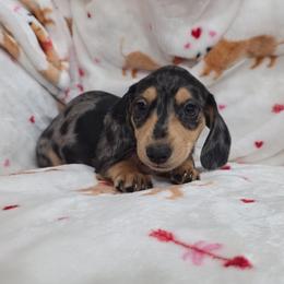 Dapple boy 1 - Dapple male Dachshund puppy in West Plains, Missouri from Spring Creek Dachshunds