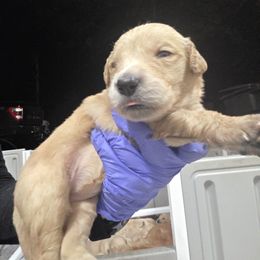 Girl 7 - female Golden Retriever puppy in Greenbrier, Tennessee from Glambleberry Goldens