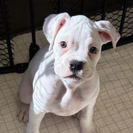 Vanilla Bean (Soon to be Benji or Leon) - White male Boxer puppy in Sacramento, California from The Bakery
